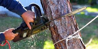 How Our Tree Care Process Works  in  Arizona City, AZ